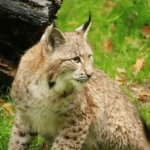IUCN Confirms Presence Of Wild Cats In Kazakhstan - aamnewshub.com