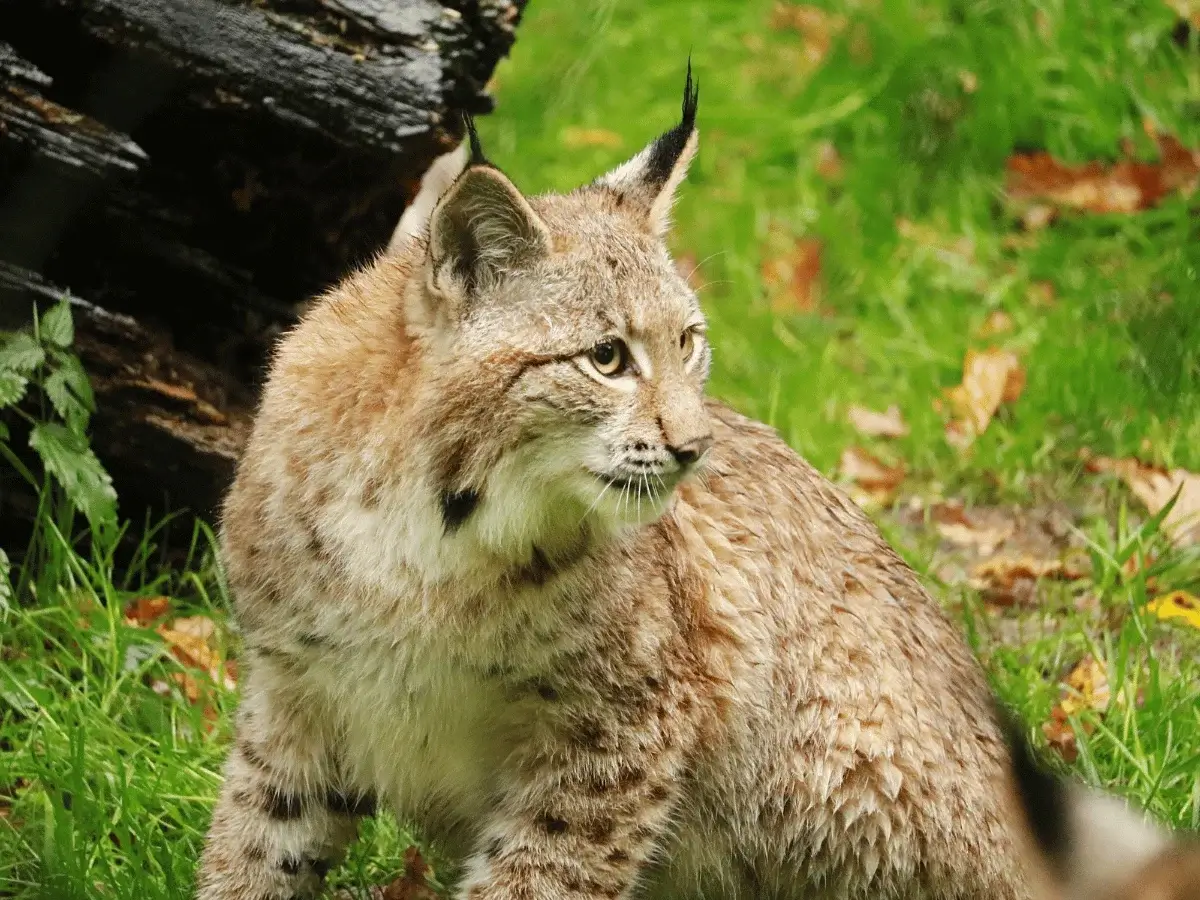 IUCN Confirms Presence Of Wild Cats In Kazakhstan - aamnewshub.com