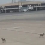 Stray Dogs In Karachi Pose Threat To Airport Safety - AAMNEWSHUB.COM