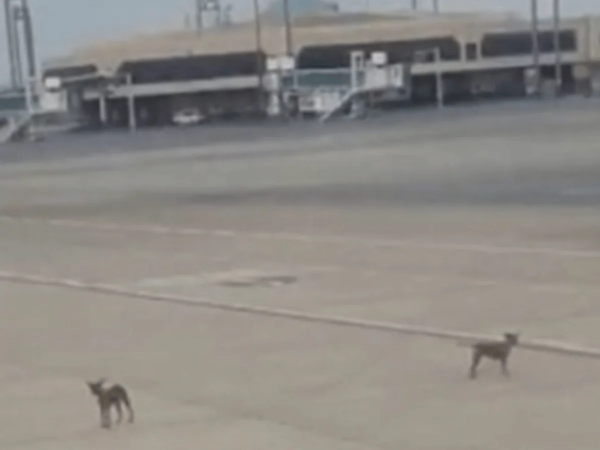 Stray Dogs In Karachi Pose Threat To Airport Safety - AAMNEWSHUB.COM