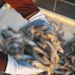 Bahrain Imposes 6-Month Ban on Fishing and Shrimp Trading - AAMNEWSHUB.COM
