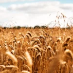 LHC Seeks Punjab Government's Reply On Wheat Support Price Issue - aamnewshub.com