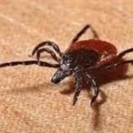 Quetta Reports First Congo Virus Fatality Of 2025 - aamnewshub.com