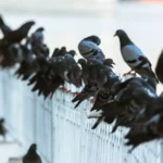 Pigeon-Linked Lung Illness Cases Rise In Karachi - AAMNEWSHUB.COM