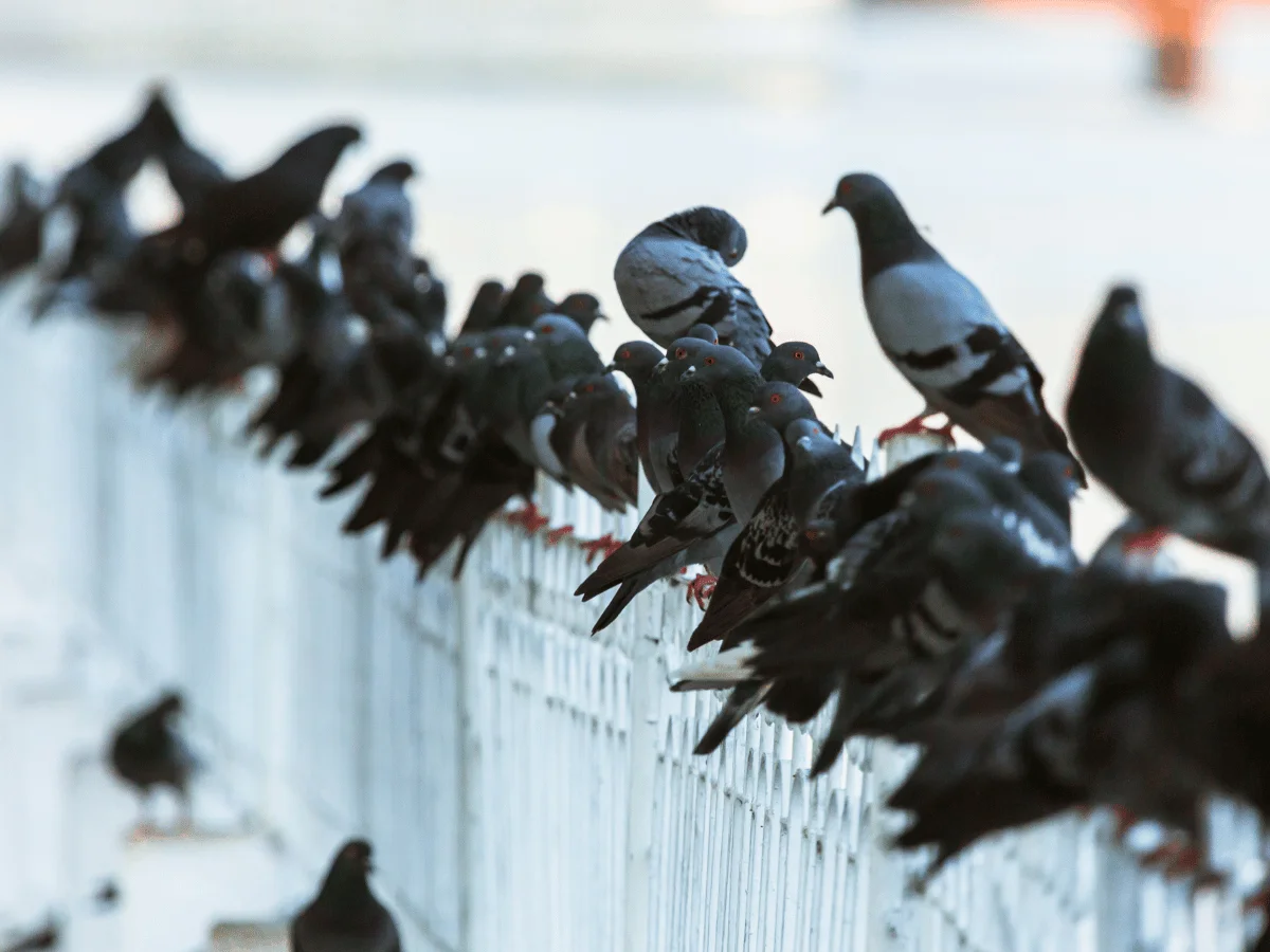 Pigeon-Linked Lung Illness Cases Rise In Karachi - AAMNEWSHUB.COM
