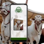 Punjab Launches e-Cattle Market App For Online Livestock Trading - AAMNEWSHUB.COM