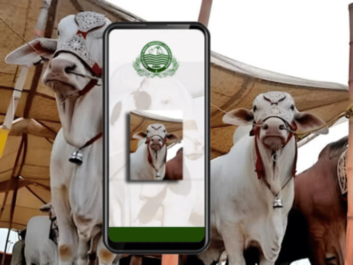Punjab Launches e-Cattle Market App For Online Livestock Trading - AAMNEWSHUB.COM