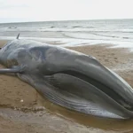Rare Blue Whale Found Dead In Gwadar Bay Near Pakistan-Iran Border - AAMNEWSHUB.COM