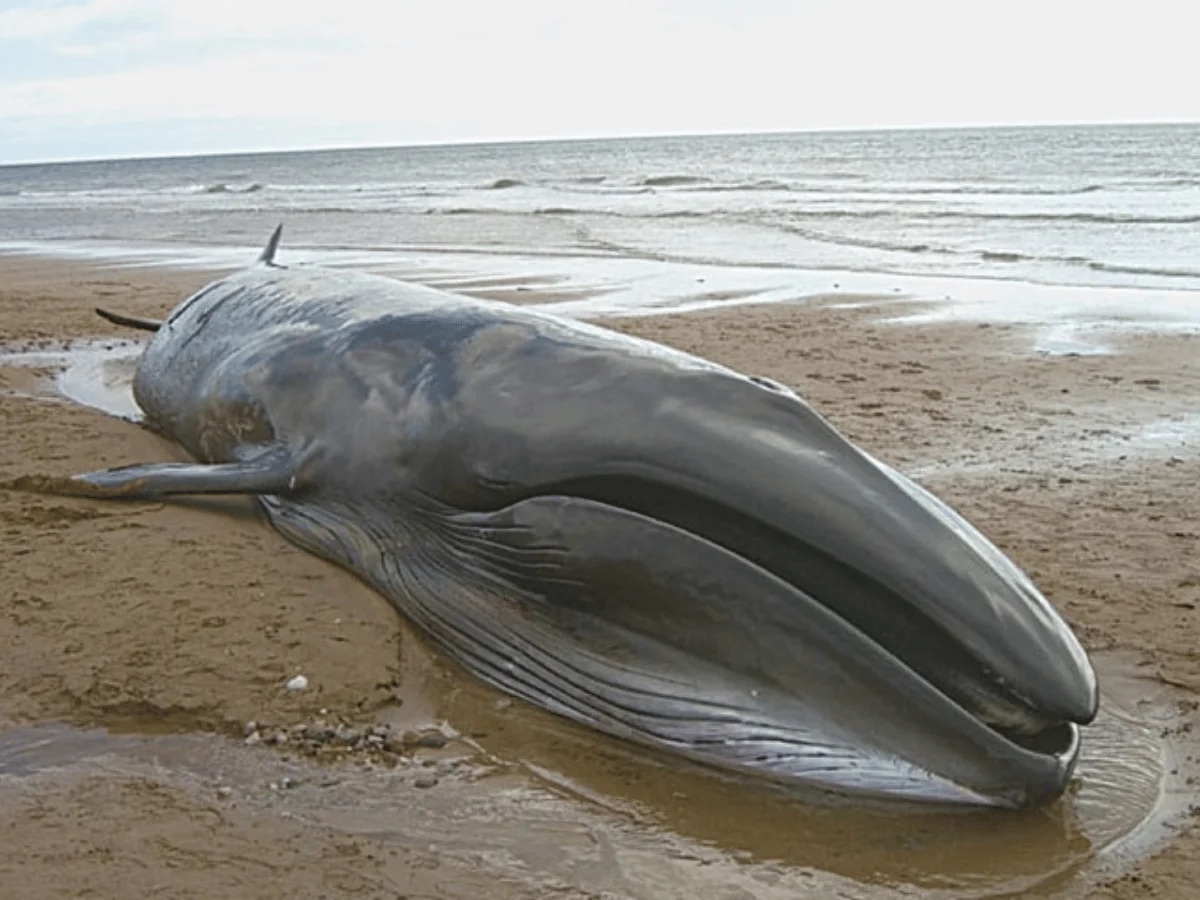 Rare Blue Whale Found Dead In Gwadar Bay Near Pakistan-Iran Border - AAMNEWSHUB.COM